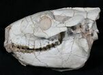 Oreodont (Merycoidodon gracilis) Skull - South Dakota #31523-1